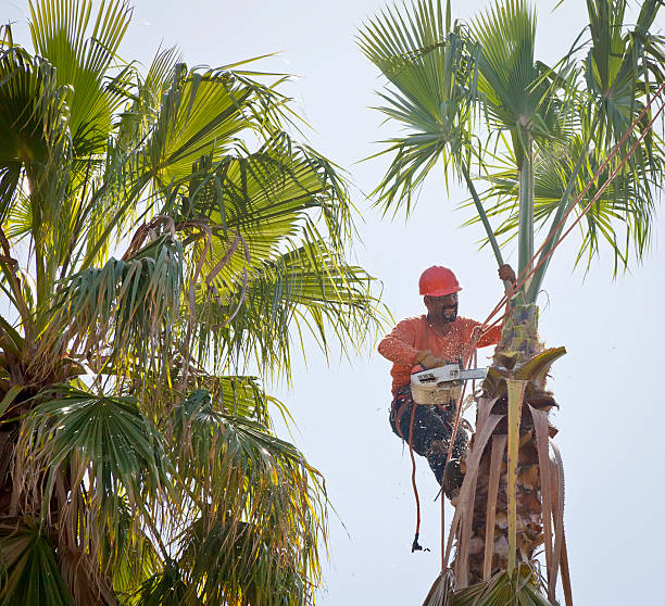 Yukon, OK Tree Service Company